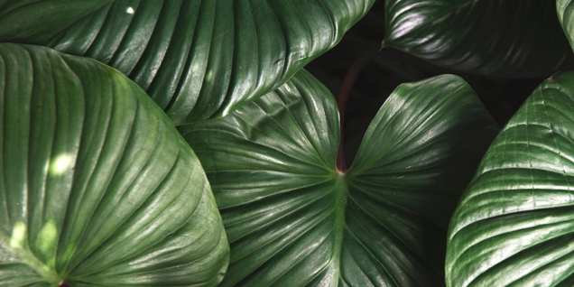 Déco tropicale : les objets déco qui transforment votre intérieur en jungle les objets déco pour un intérieur tropical
