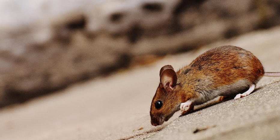 Location : Comment se débarrasser des souris ? Comment se débarrasser des souris